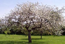 pepinieres bon marche lyon Pépinière Gromolard