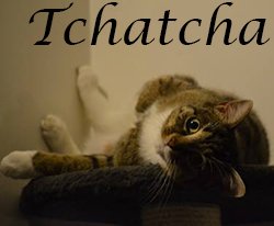 adoptions des chiens a lyon Resto Animo Lyon