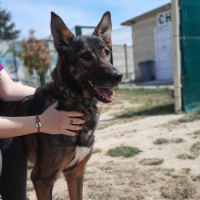 lieux d adoption d animaux lyon Spa Brignais