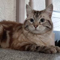 abris pour chats lyon Spa Brignais