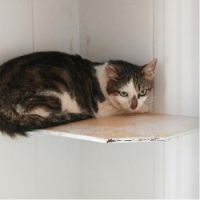 lieux d adoption de chats en lyon Spa Brignais