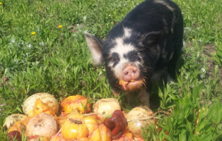 Le cochon kune kune, approche permacole