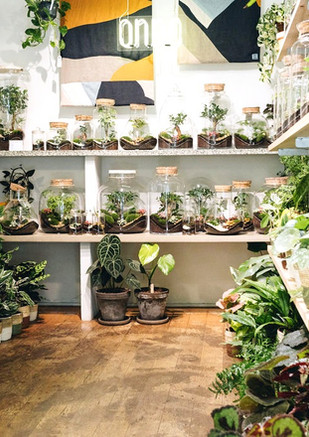magasins pour acheter des plantes d interieur lyon Onno Jardins intérieurs