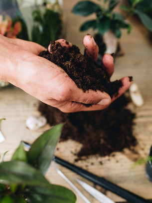 magasins pour acheter des plantes d interieur lyon Onno Jardins intérieurs