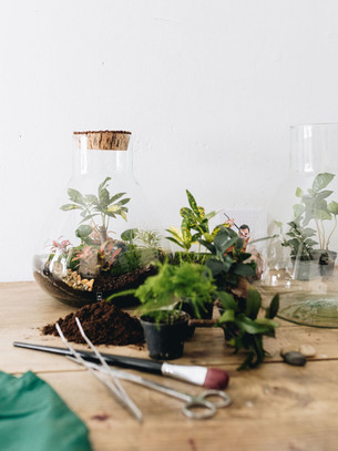 magasins pour acheter des plantes d interieur lyon Onno Jardins intérieurs