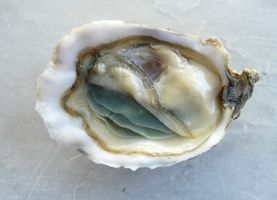 restaurants de fruits de mer a lyon L'Huîtrier