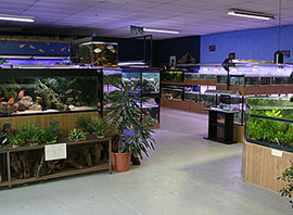 magasins de poissons lyon L'Aquarium de Steph