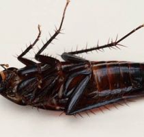 termites lyon Traitement Nuisibles Rhone & Lyon - Dératisation et Élimination Punaises de lit, souris et tout nuisible 69