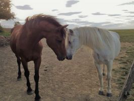 cliniques veterinaires en lyon Clinique Vétérinaire des Brotteaux