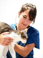 cliniques veterinaires en lyon Vétérinaires félins - Entre Chats - Vétérinaires réservés aux chats