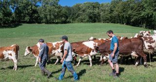 La Ferme des Bertrand cat_avp coul_7