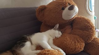 chenils pour chiens en pension dans lyon Chez Gribouille et Cooky