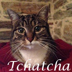 adoptions des chiens a lyon Resto Animo Lyon