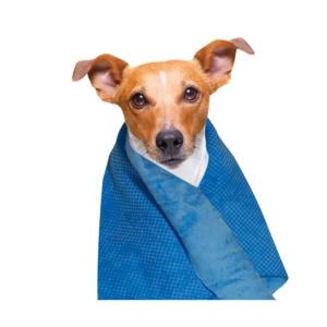 adoptions des chiens a lyon SAUV Service animalier