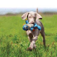 jouet cross knots monkey taille s m bleu kong 2