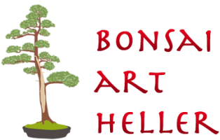 fleuristes specialises dans les bonsais lyon Bonsai Studio