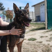 adoptions d animaux domestiques a lyon Spa Brignais